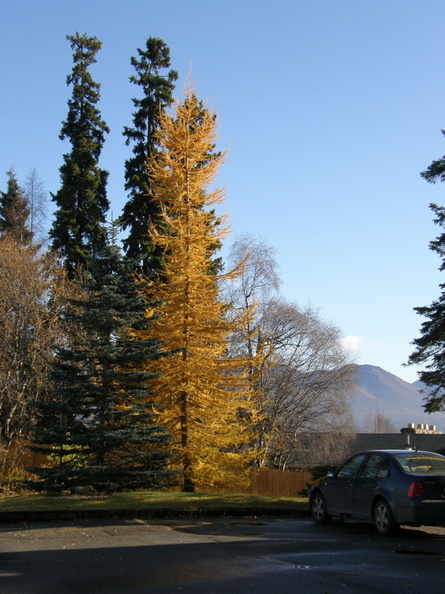 Our parking lot and Tamarack.jpg