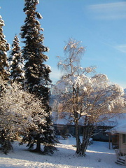 Snowy trees from office 3 Dec 02  